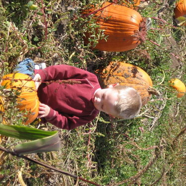 Harvest Festival