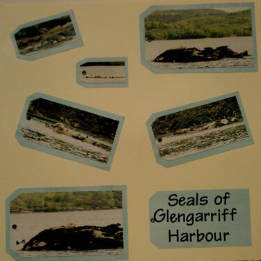 Glengarriff Seals