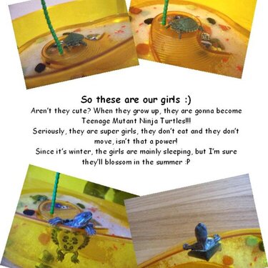 The Girls - Our turtles