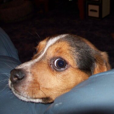Beagle eyes