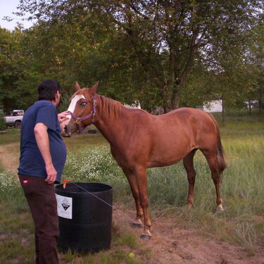 another pic of horse but also farm-related equipment(electric fencing&amp;amp;