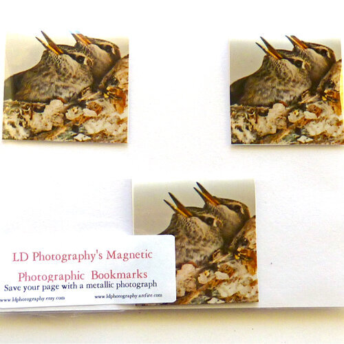 baby hummingbirds in nest photo magnetic bookmarks