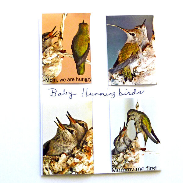 Hummingbird babies  magnetic bookmarks