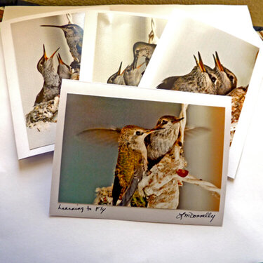 set of four hummingbird baby photo cards