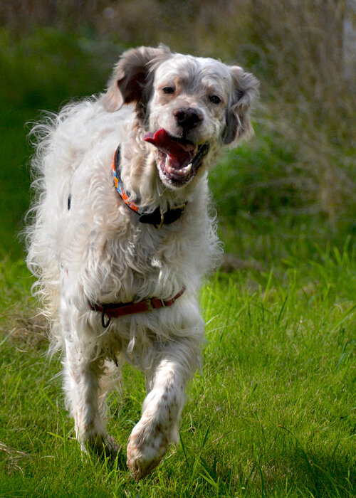 Pet sitting this fun dog Rufus