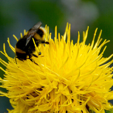 busy British bee