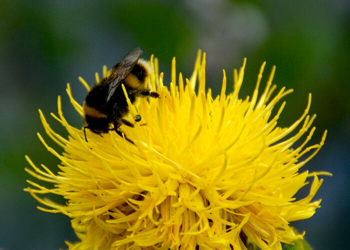 busy British bee