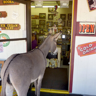 August photo fun 2 Oatman old mining town in Arizona burro  is looking for food