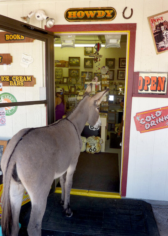 August photo fun 2 Oatman old mining town in Arizona burro  is looking for food