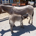 baby burro nursing  Aug. photo fun #3