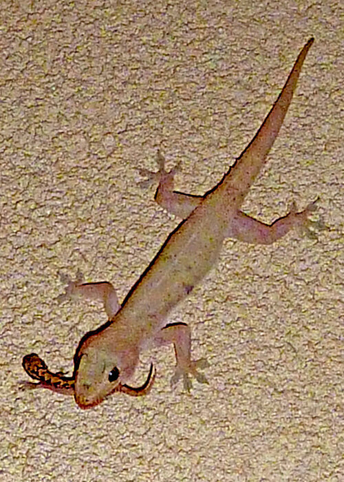 this gecko eats other geckos