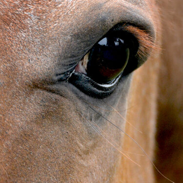the eye of a horse