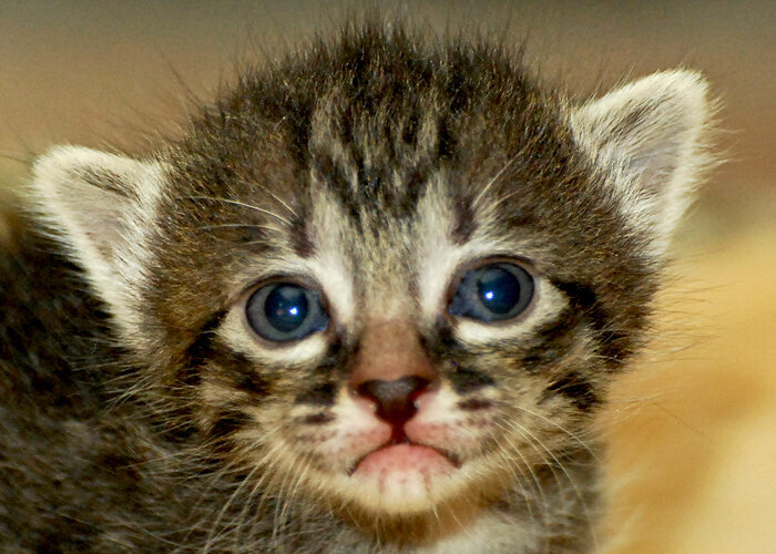 baby kitty face