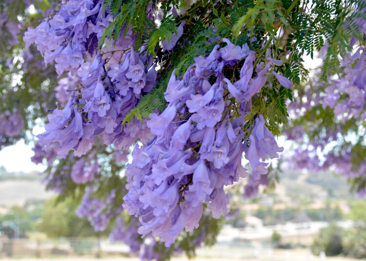Lavender tree on the Mission grounds  June photo #4
