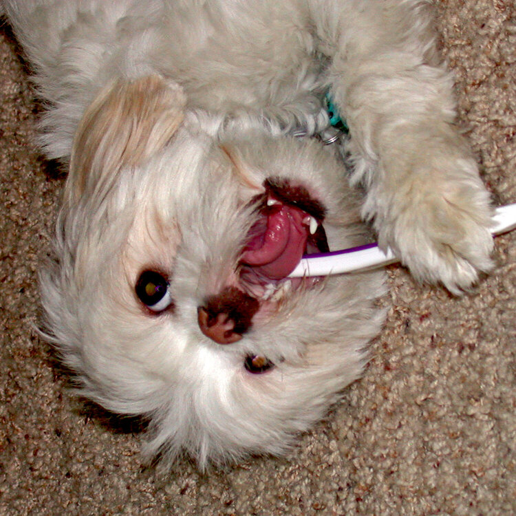 my dog Mac brushing his teeth