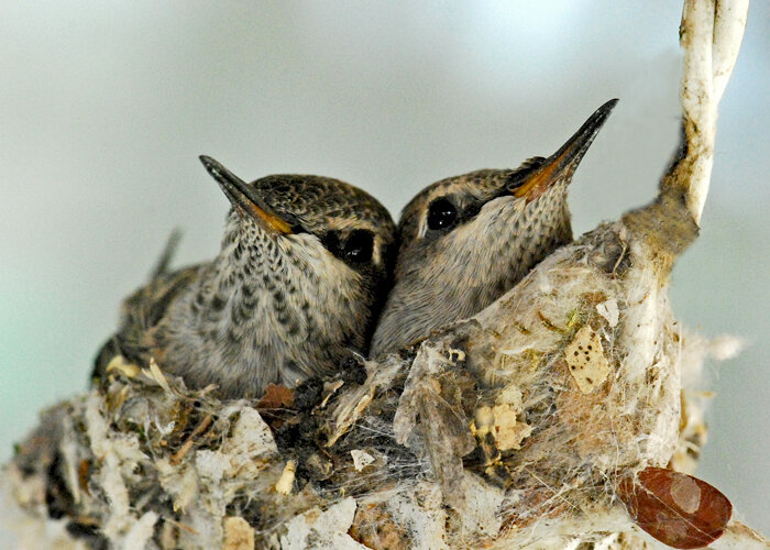 Monday morning hummingbird babies photograph
