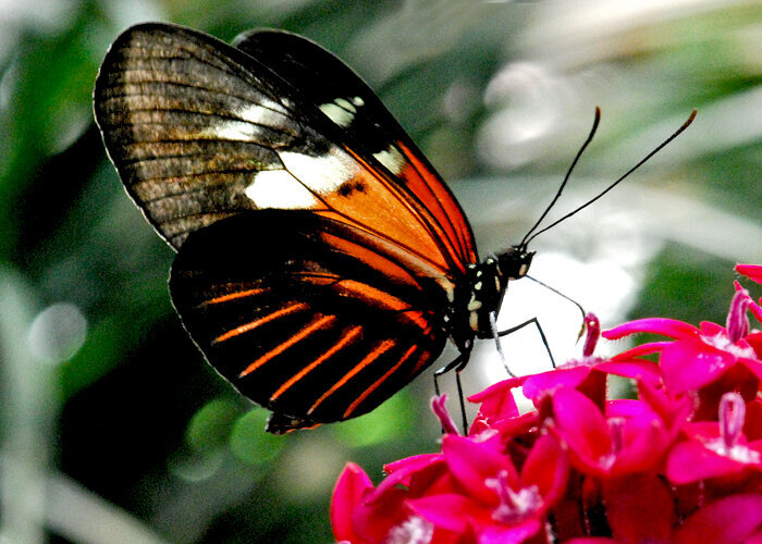 beautiful butterfly photograph