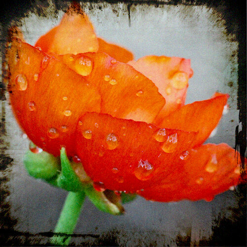 orange  ranunculus flower ttv photo after the spring rain