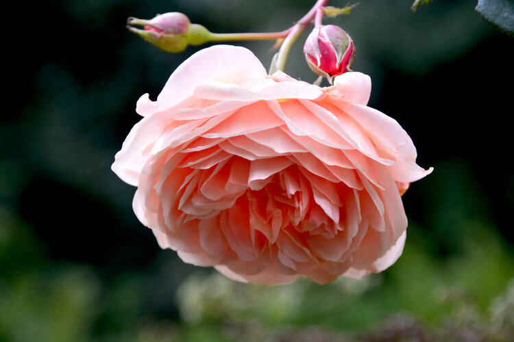 Soft cream pink rose
