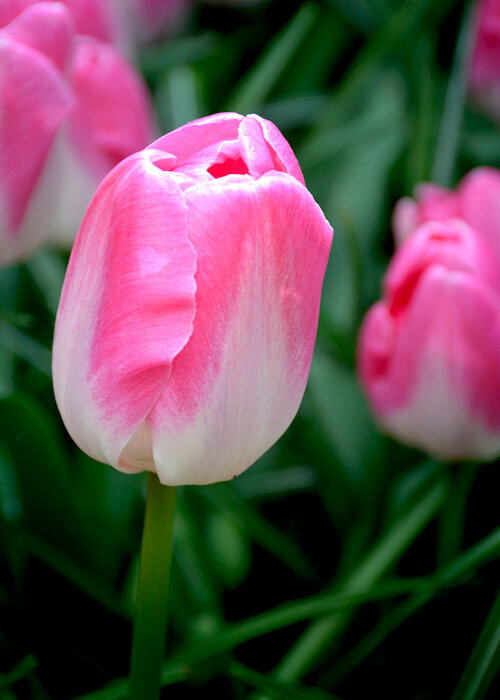 Pink tulip from Amsterdam