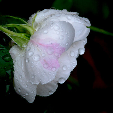 Rain storm rose