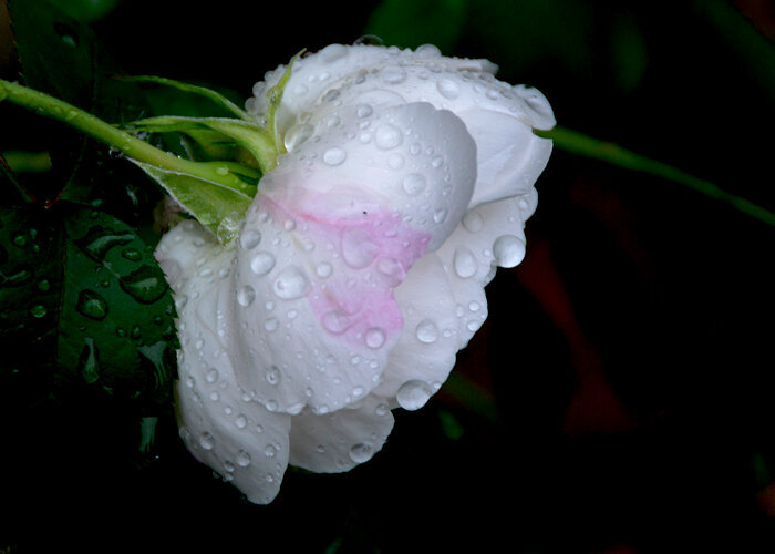 Rain storm rose