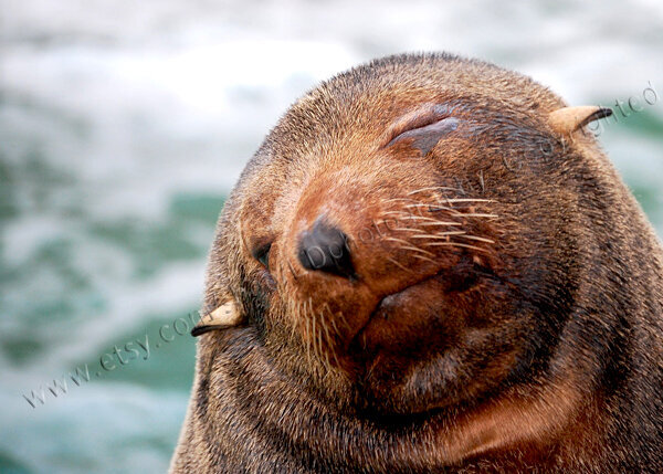 It is hard being perfect!  funny sea lion photo