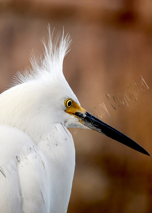 Bad hair day white egret