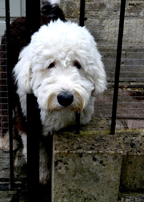 meet Sherlock the sheepdog