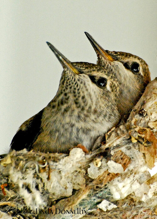 Hummingbird twins