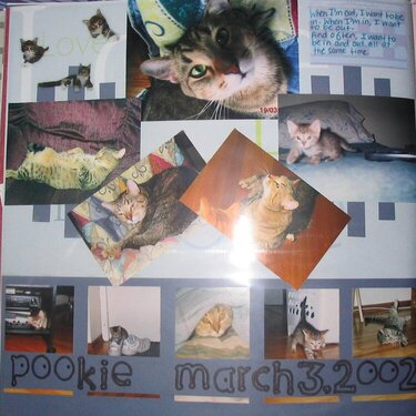 Pookie - Another one of my cats now and Sebastion&#039;s Brother!
