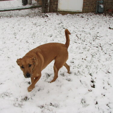 Sadie playing in the snow!