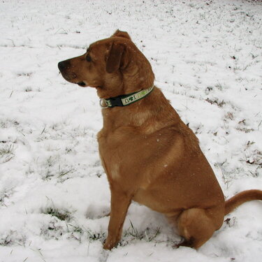 Sadie loved the snow!