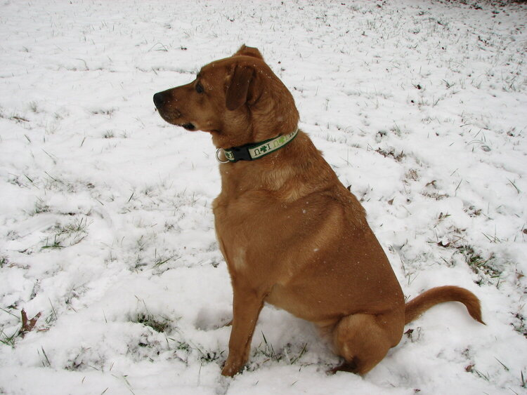 Sadie loved the snow!