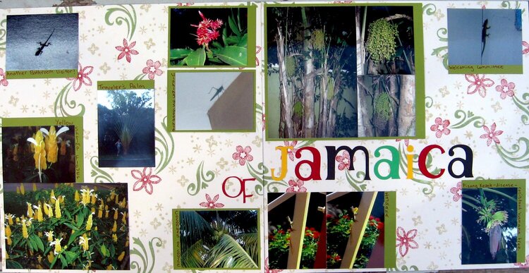 (The fauna and flowers) of Jamaica PG5