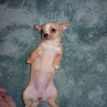 Lulu&#039;s belly