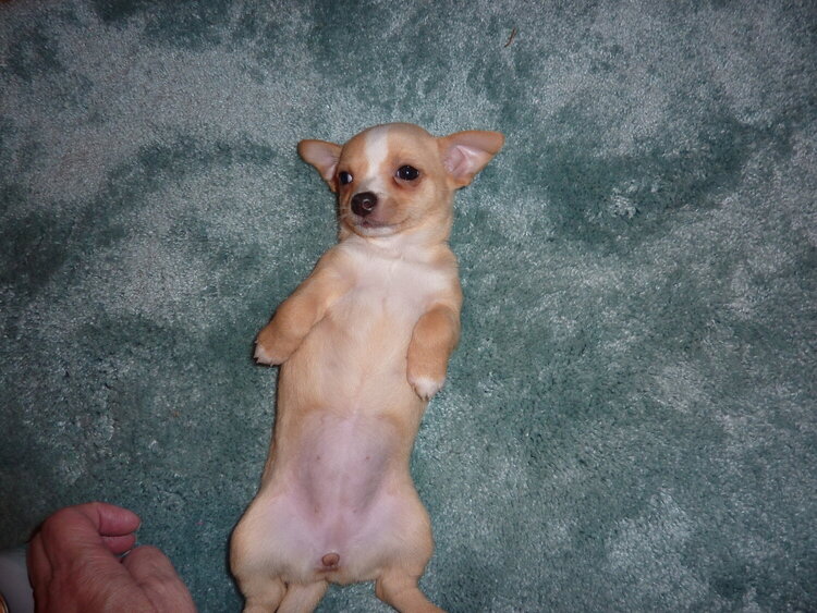 Lulu&#039;s belly
