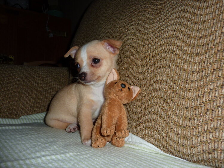 Lulu and her beanie baby