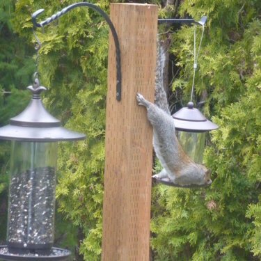 Squirrel gets the food