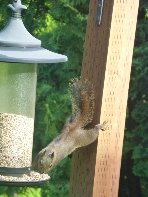 Squirrel!