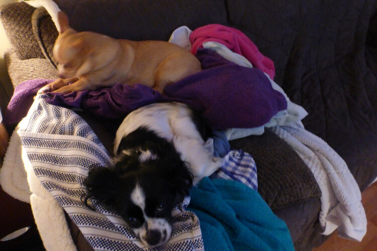 Dogs laying on my towels fresh from the dryer!