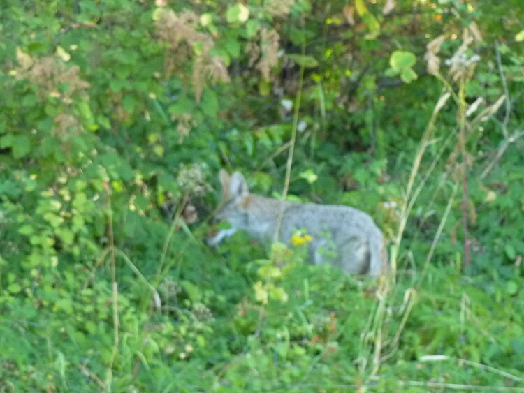 Coyote in my yard!!