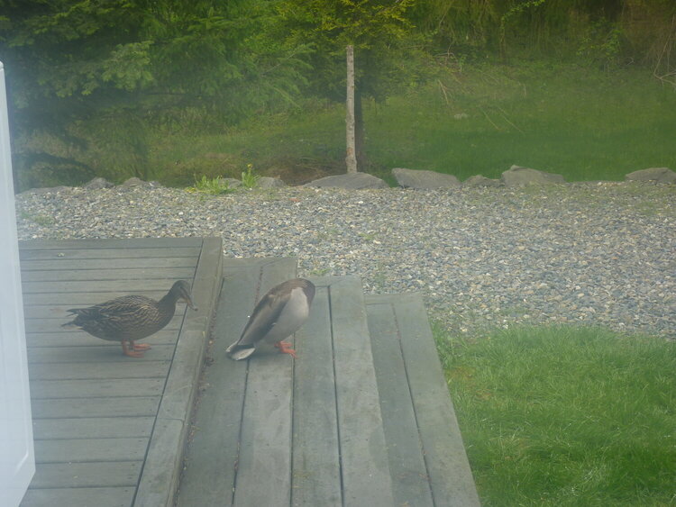 ducks on the deck