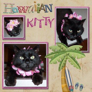 Hawaiian Kitty
