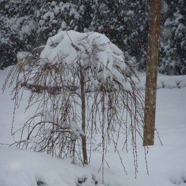 Weeping pussywillow tree