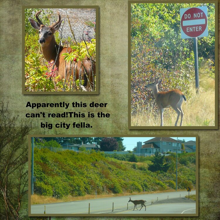 Wrong way deer