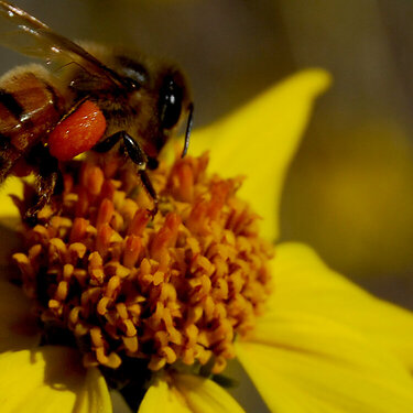 1/13 Bee on flower