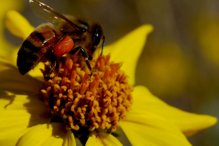 1/13 Bee on flower