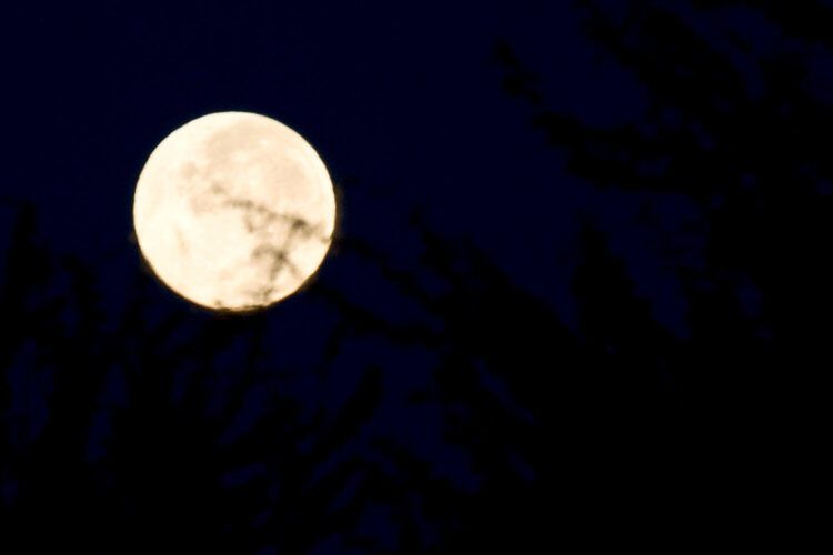 Full Moon over Ocotillo