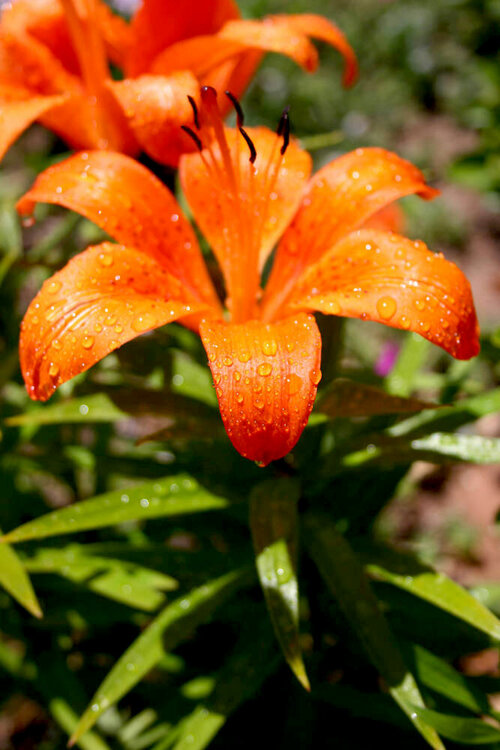 Oriental Lily (Orange)